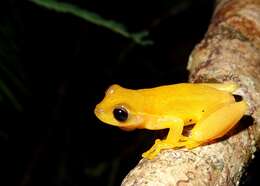 Image of Dwarf Mexican Treefrog