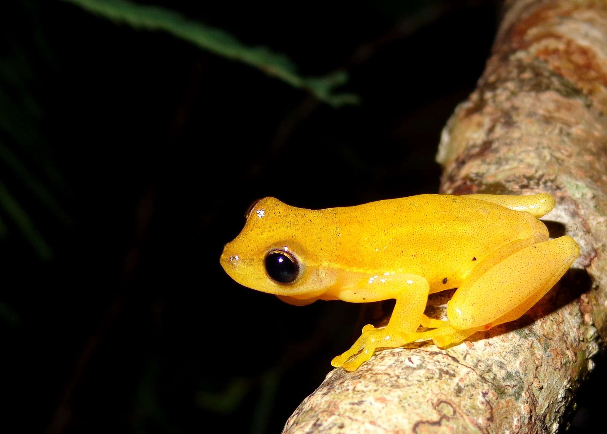 Image of Dwarf Mexican Treefrog