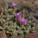 Image of Braunsia stayneri (L. Bol.) L. Bol.