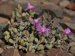 Image of Braunsia stayneri (L. Bol.) L. Bol.