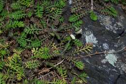 Image of Leptinella minor Hook. fil.