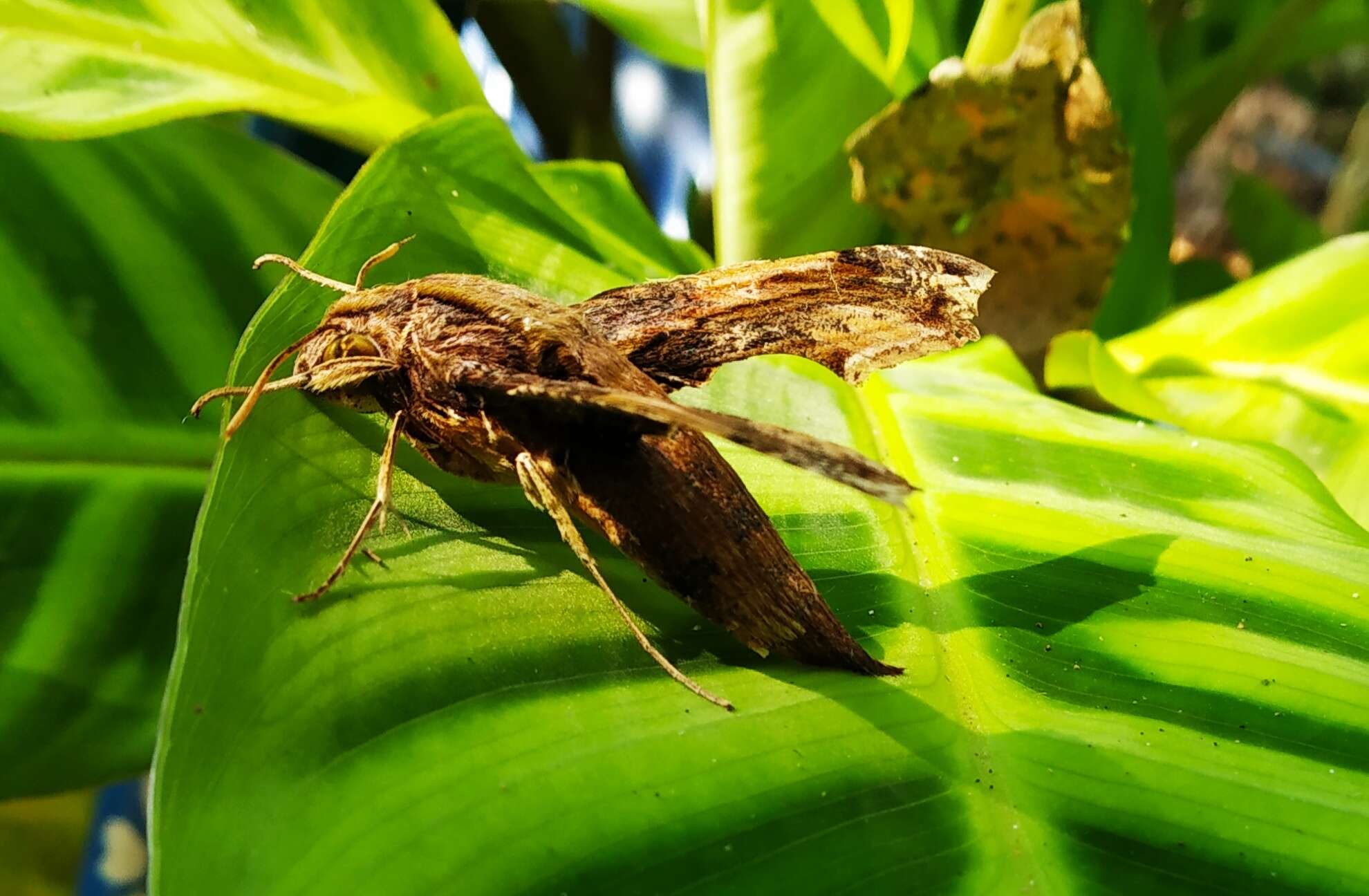 Image de Eupanacra busiris atima (Rothschild & Jordan 1915)