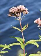 Image of Spotted Trumpetweed