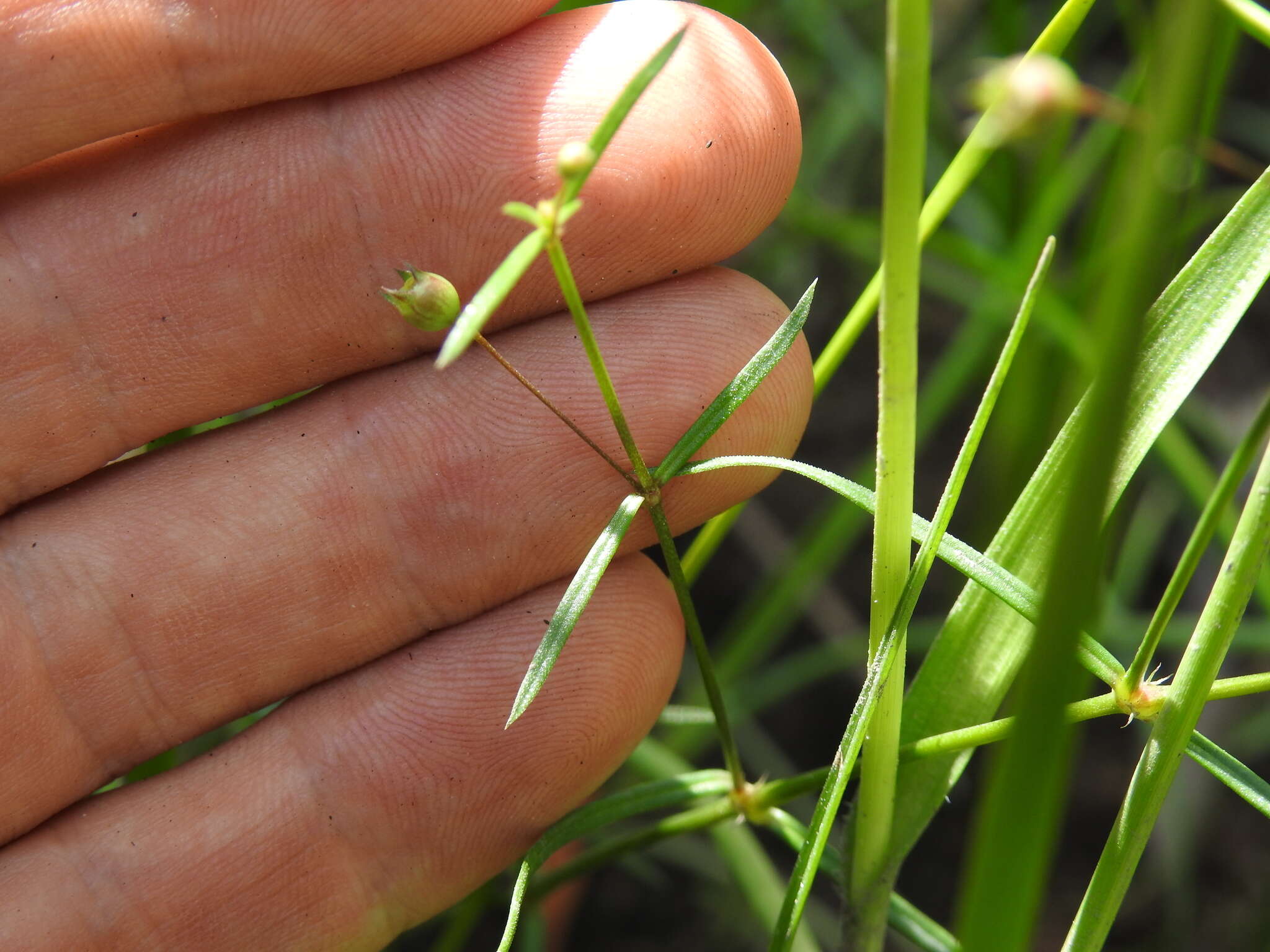 Image of Oldenlandia subulata Korth.