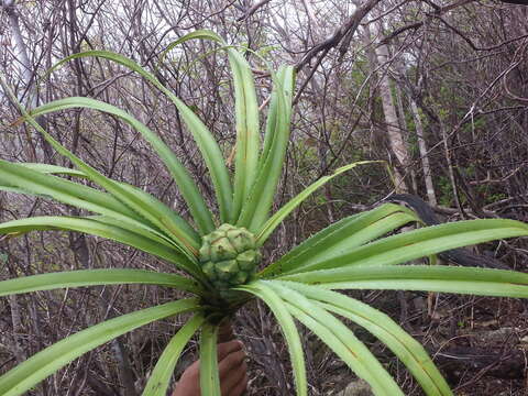 Imagem de Pandanus analamerensis Huynh