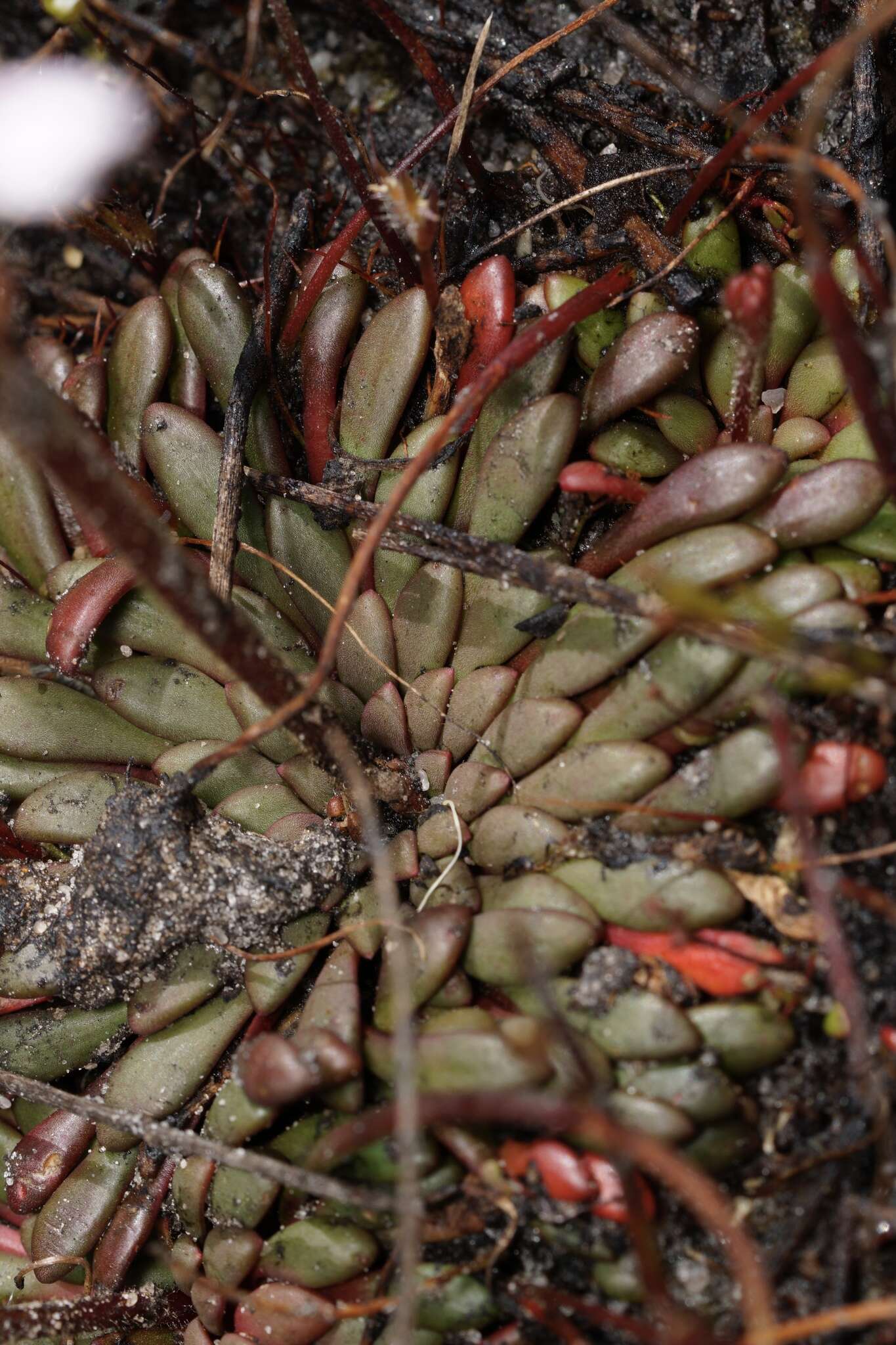 Image of Stylidium assimile R. Br.