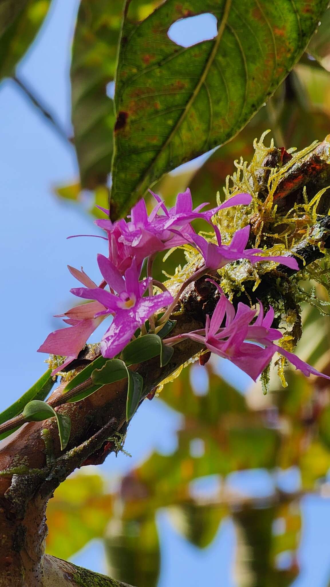 Image of Epidendrum centropetalum Rchb. fil.