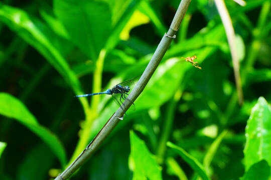 Image de Orthetrum poecilops Ris 1916