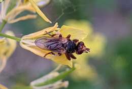 Image de Myopa fasciata Meigen 1804