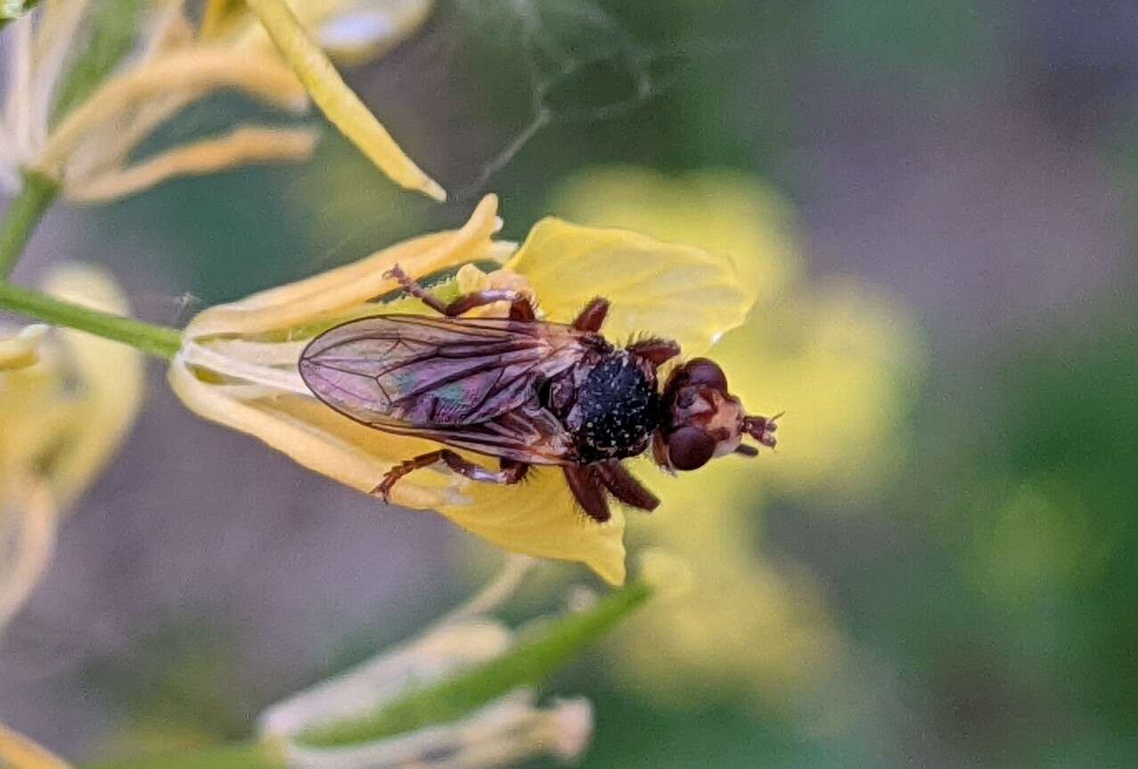 Image de Myopa fasciata Meigen 1804