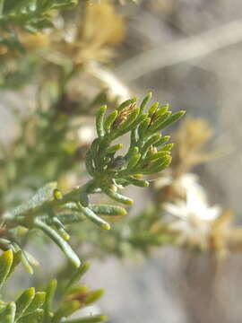 Image of turpentine bush