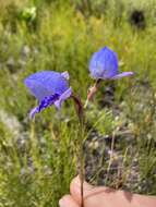 Image of Early blue Disa