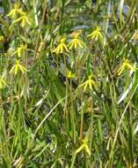 Image of grassleaf mudplantain