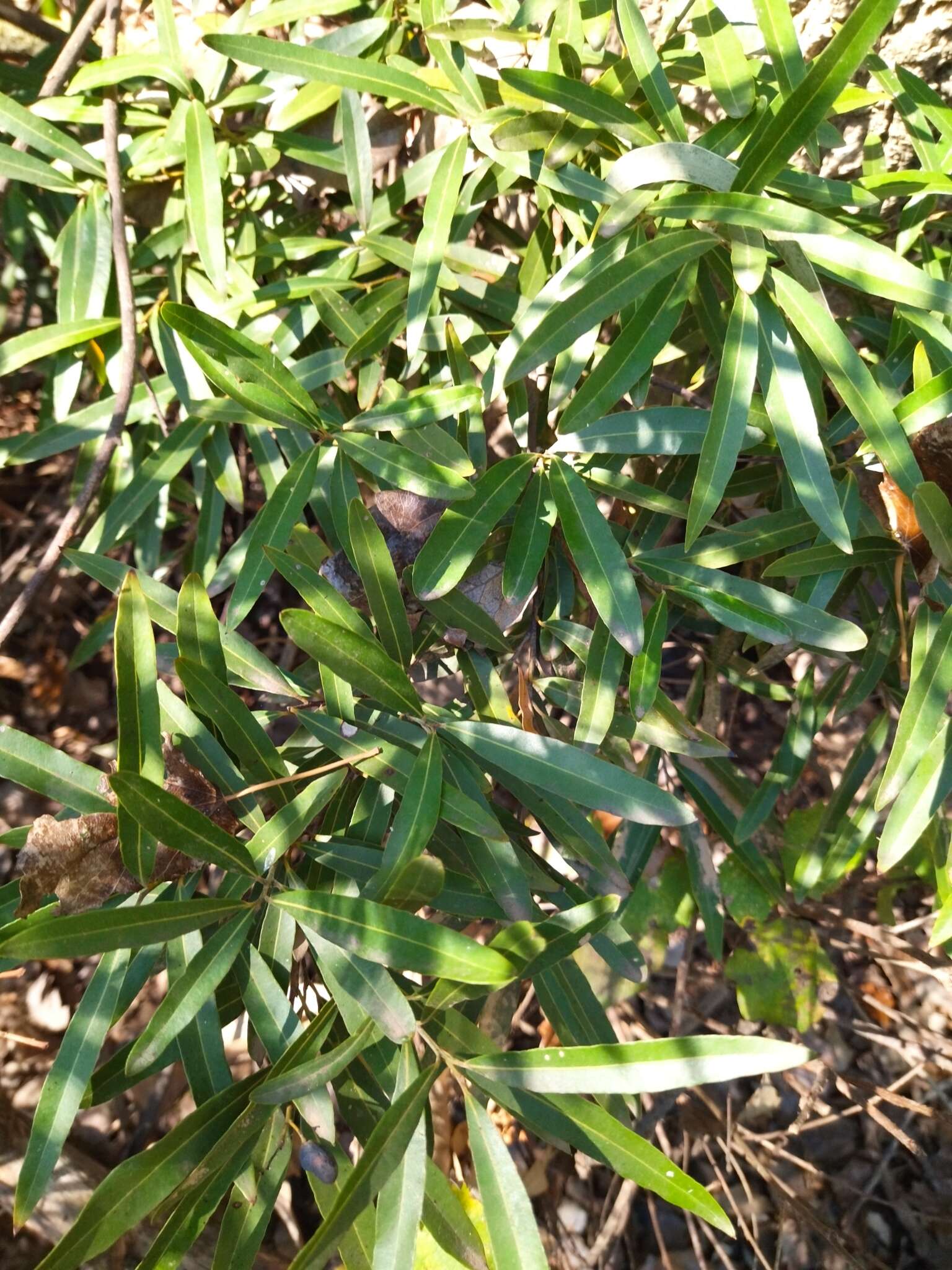 Image of Cryptocarya angustifolia E. Mey.