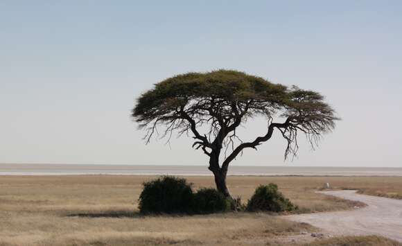 Imagem de Vachellia tortilis (Forssk.) Galasso & Banfi