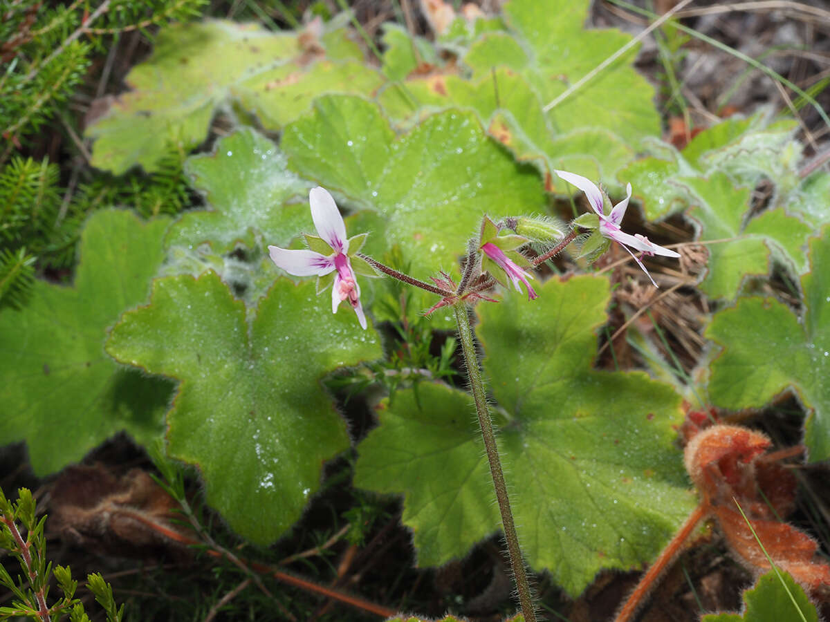 Image of Pelargonium tomentosum Jacq.