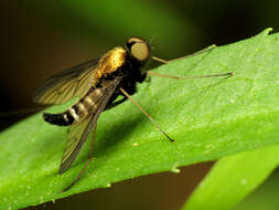 Image of Golden-backed Snipe Fly