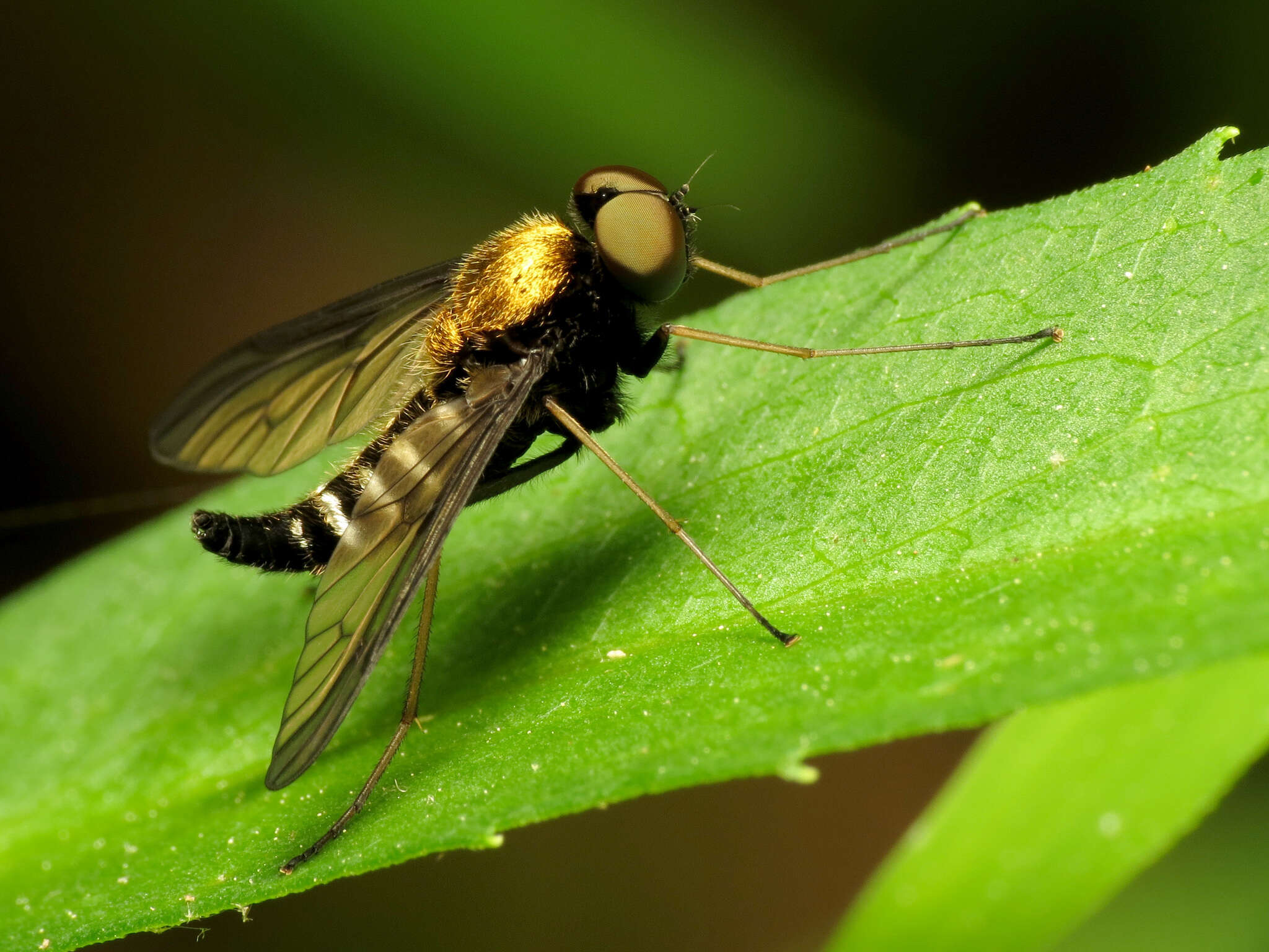 Image of Golden-backed Snipe Fly