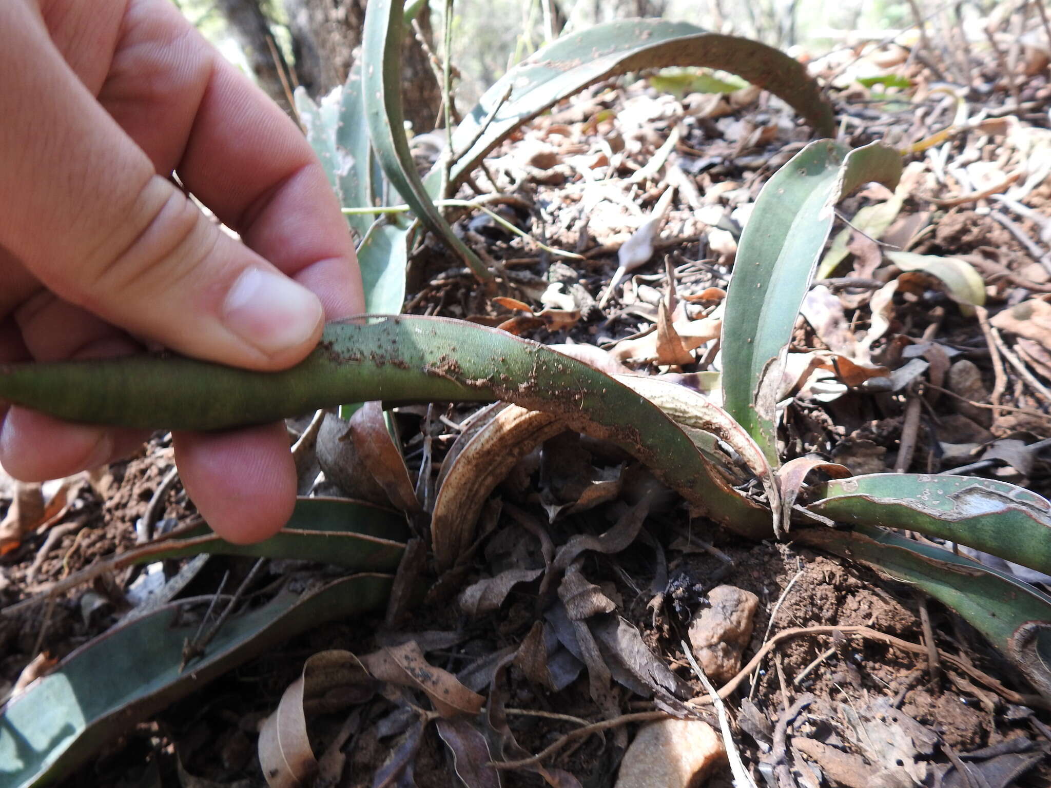 Image de Sansevieria aethiopica Thunb.