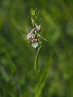 Image of Marsh Helleborine