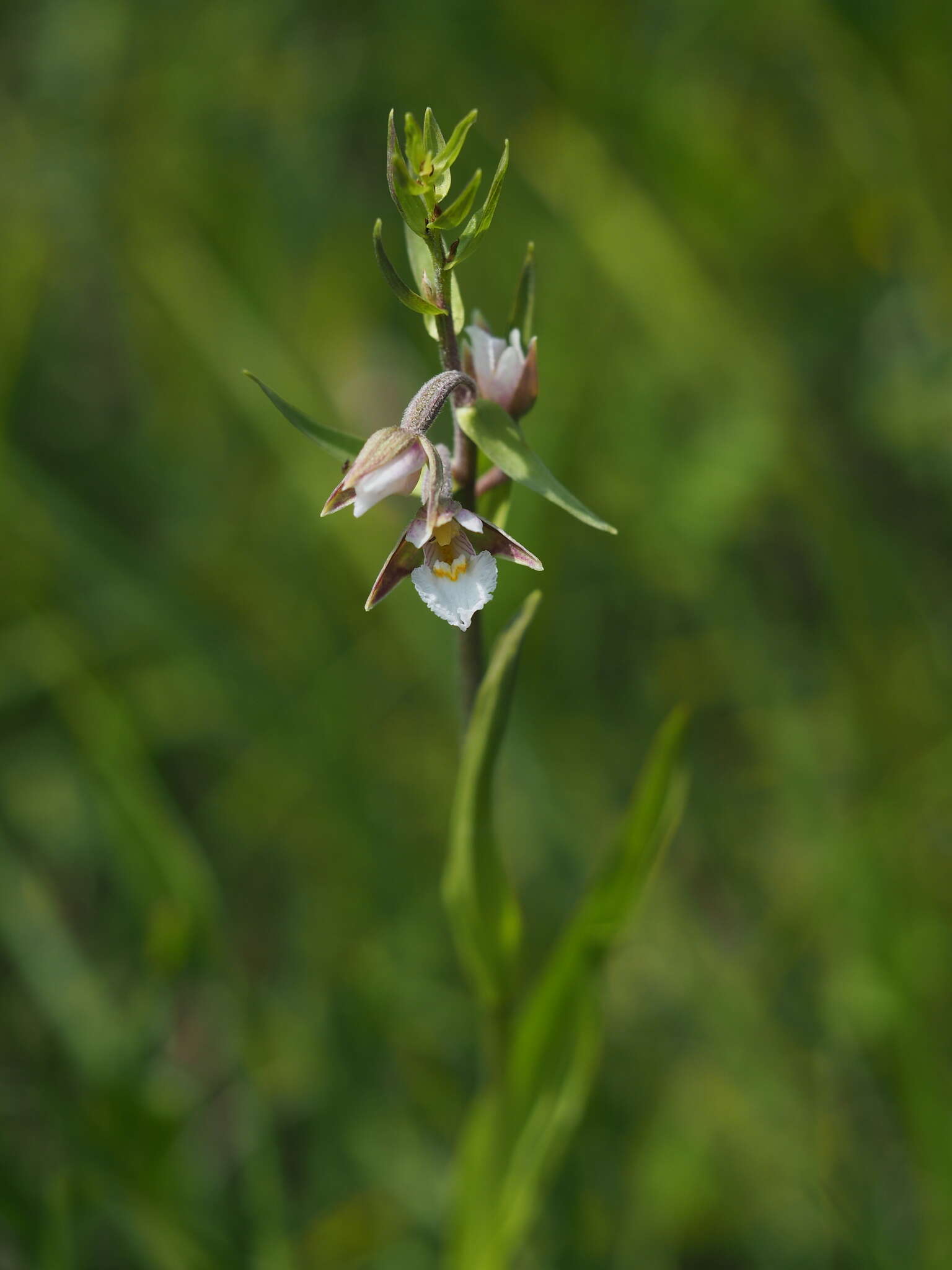 Image of Marsh Helleborine