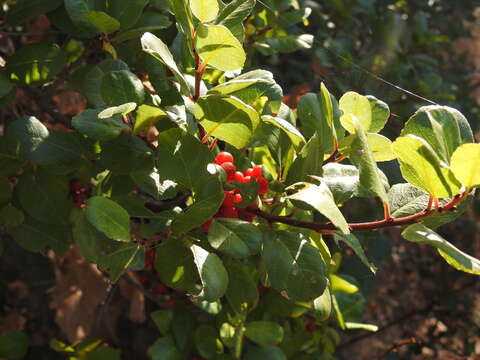 Imagem de Endotropis crocea subsp. pirifolia (Greene) Hauenschild