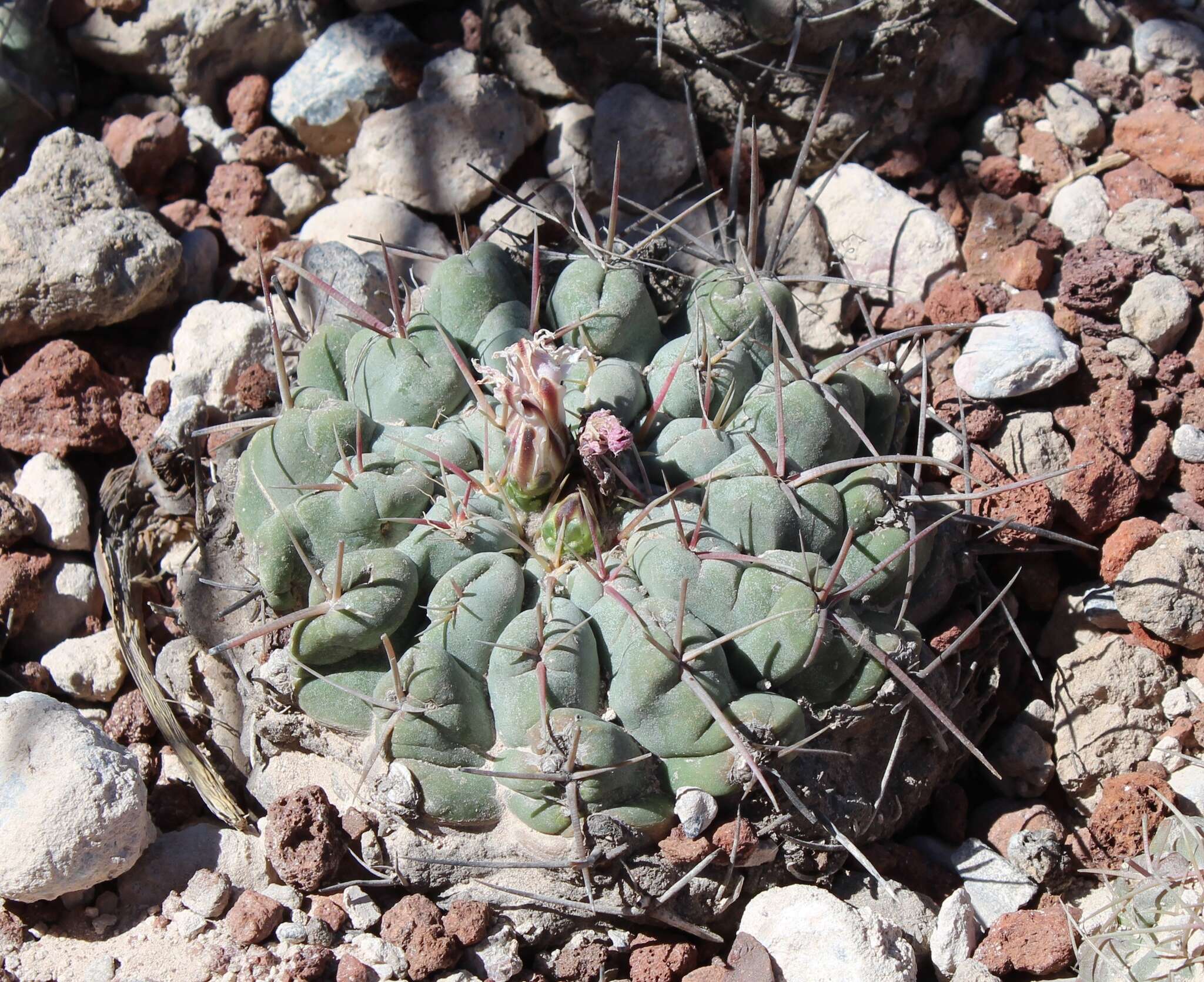 Image of Thelocactus hexaedrophorus subsp. hexaedrophorus