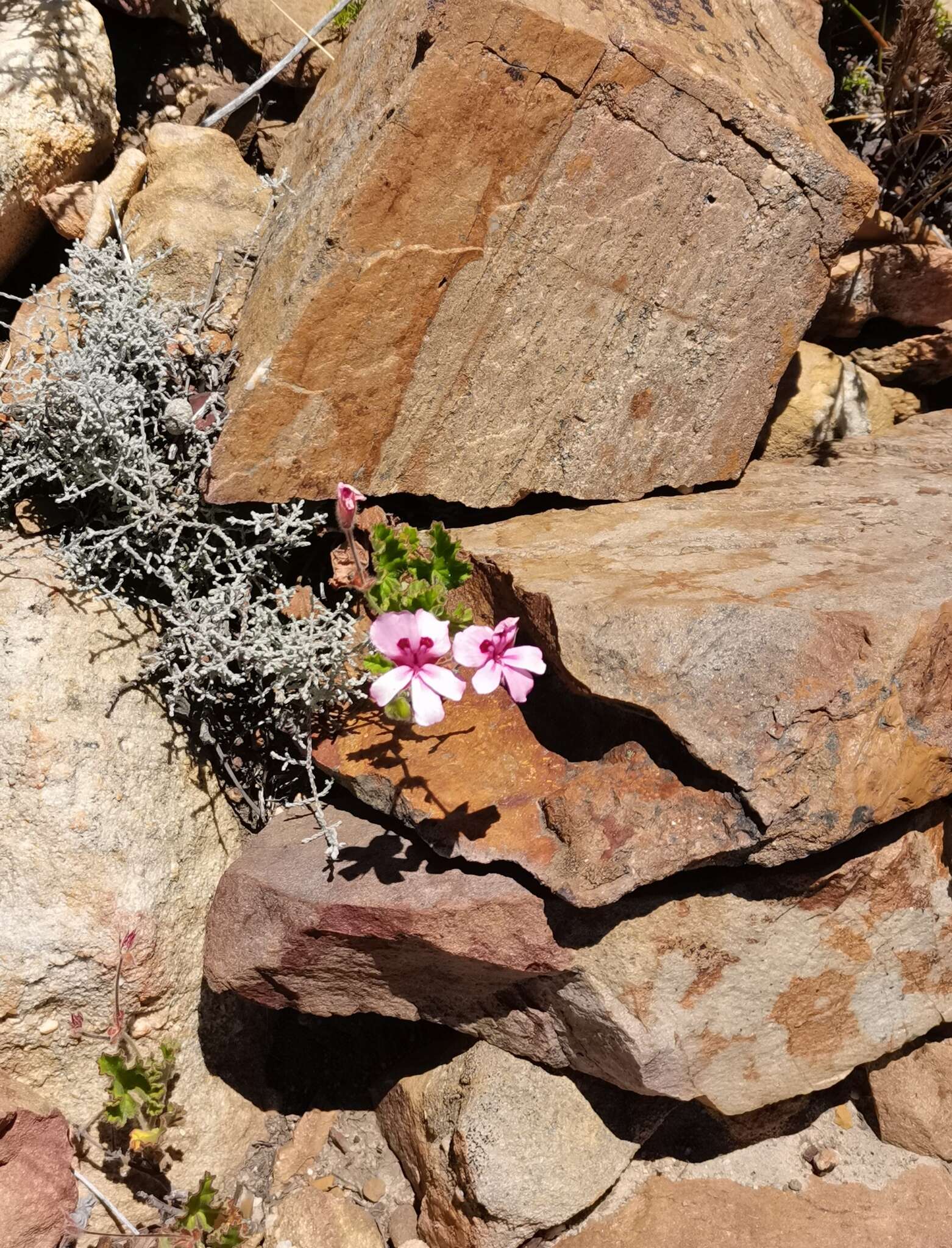 Image of Pelargonium alpinum Eckl. & Zeyh.