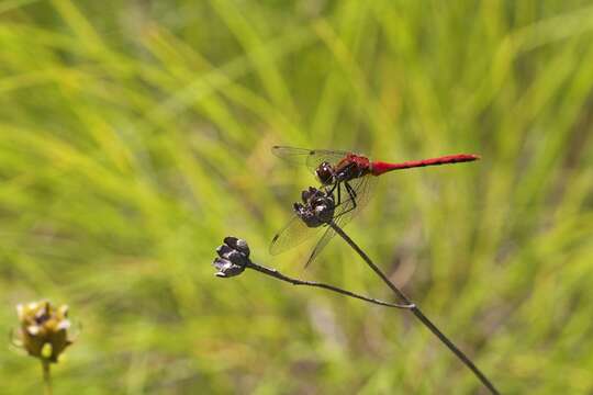 Image of White-faced Meadowhawk