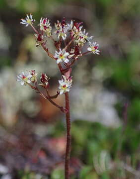 Plancia ëd Micranthes reflexa (Hook.) Small