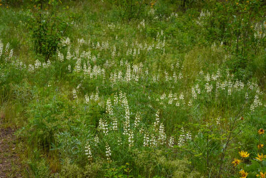 Image of sulphur lupine