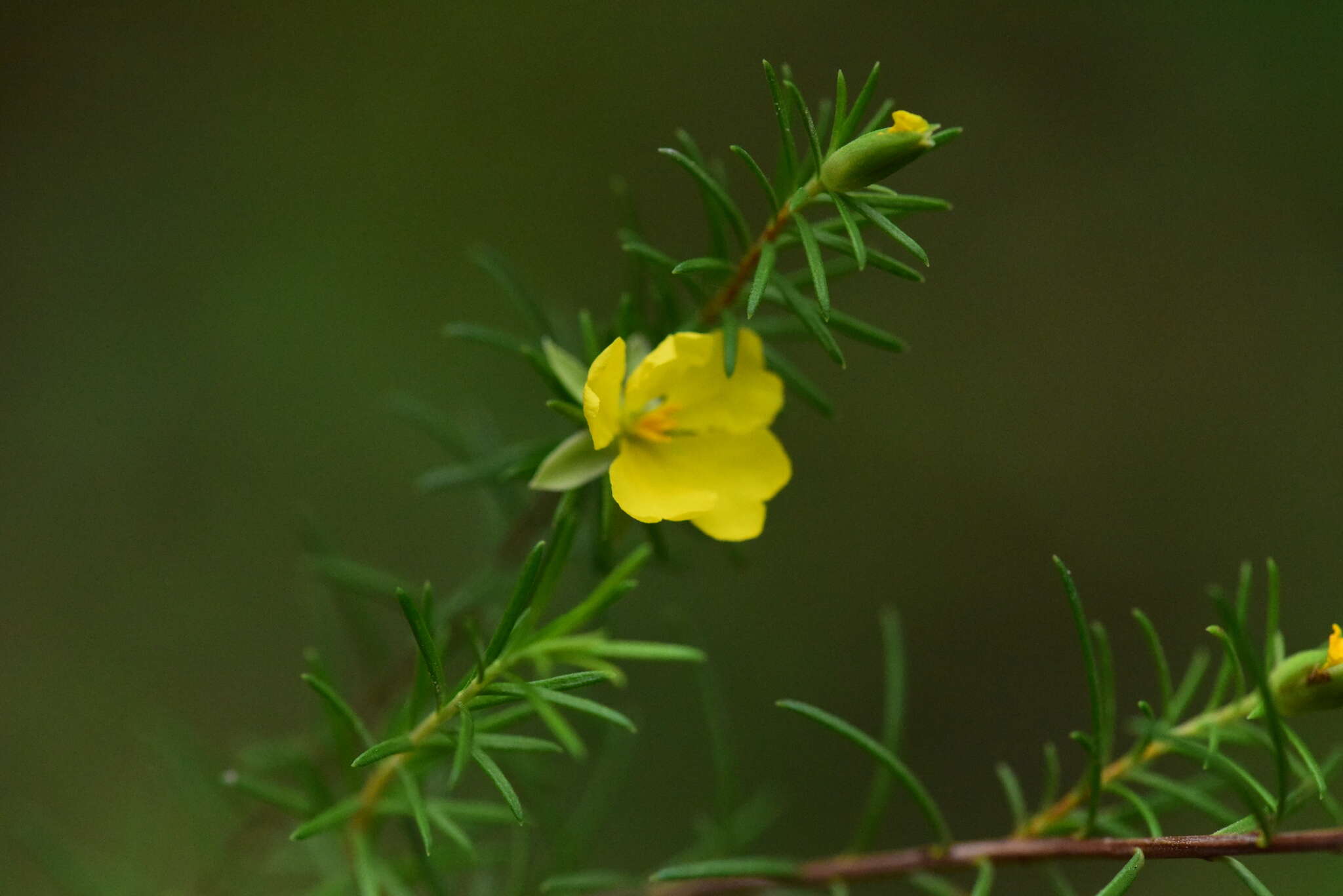 Hibbertia stricta subsp. stricta resmi