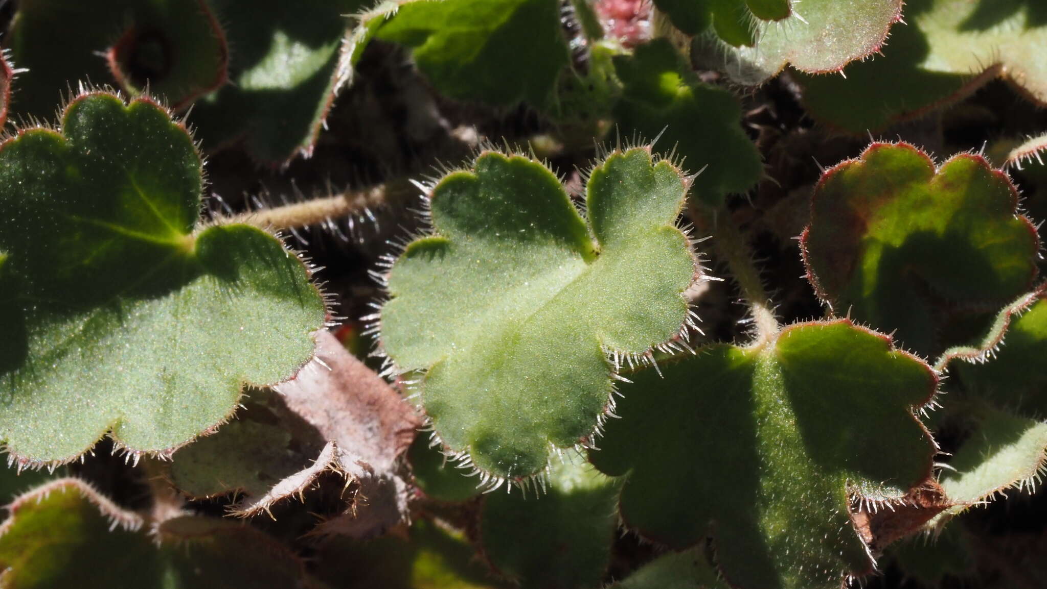 Image of Laguna Mountain alumroot