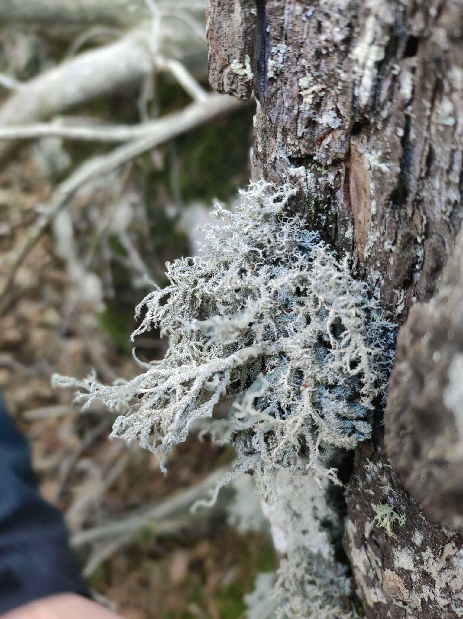 Image of Lethariella intricata (Moris) Krog