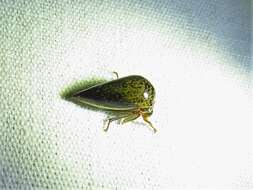 Image of Treehopper