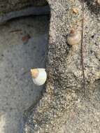 Image of Littoraria flava (P. P. King 1832)