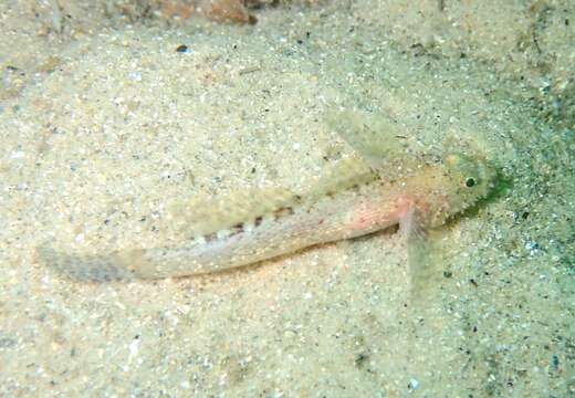 Слика од Callogobius mucosus (Günther 1872)