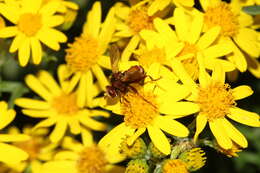 Image of Sicus ferrugineus (Linnaeus 1761)