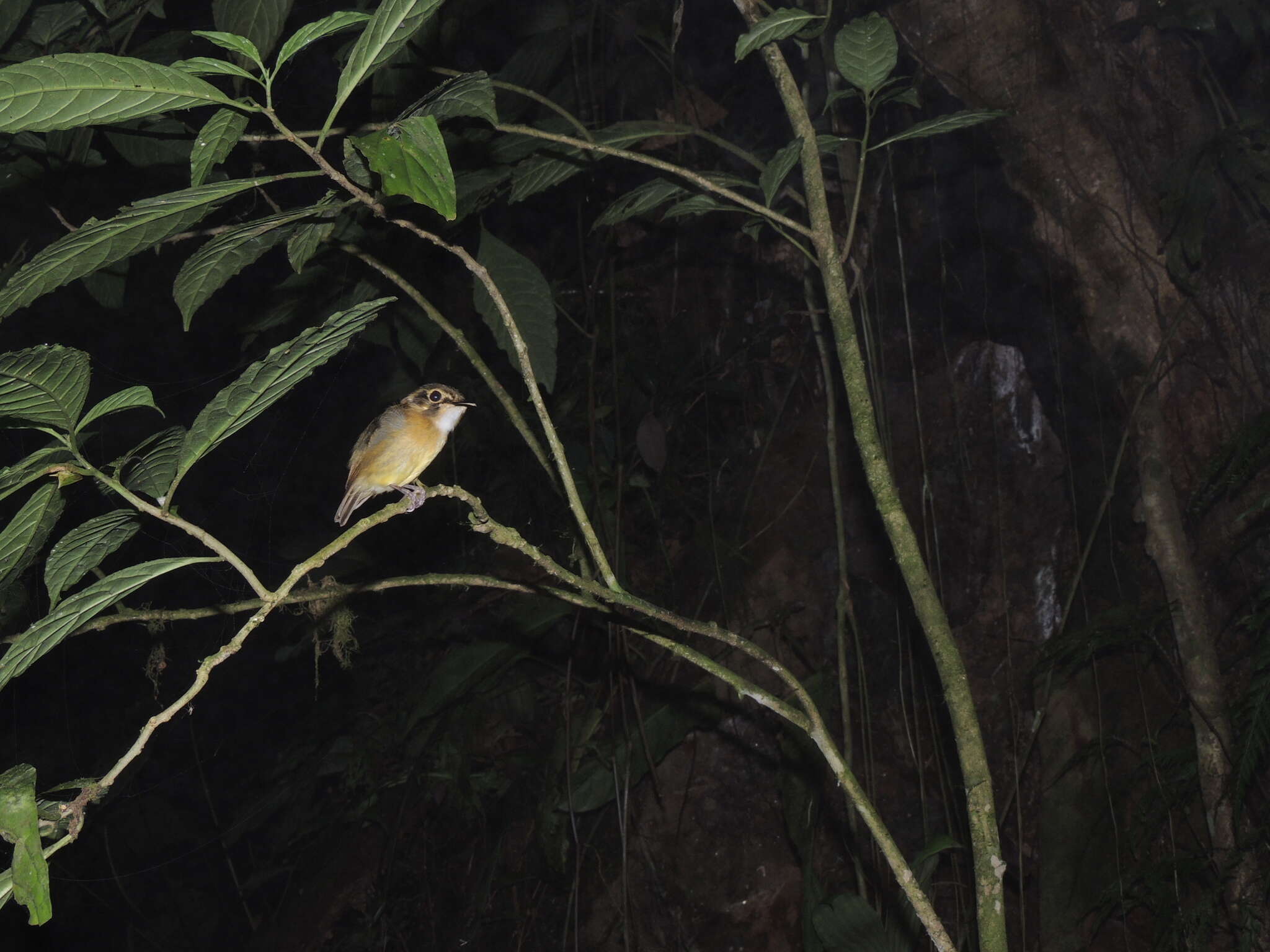 Image of White-throated Spadebill