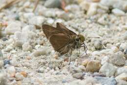 Image of Dun Sedge Skipper