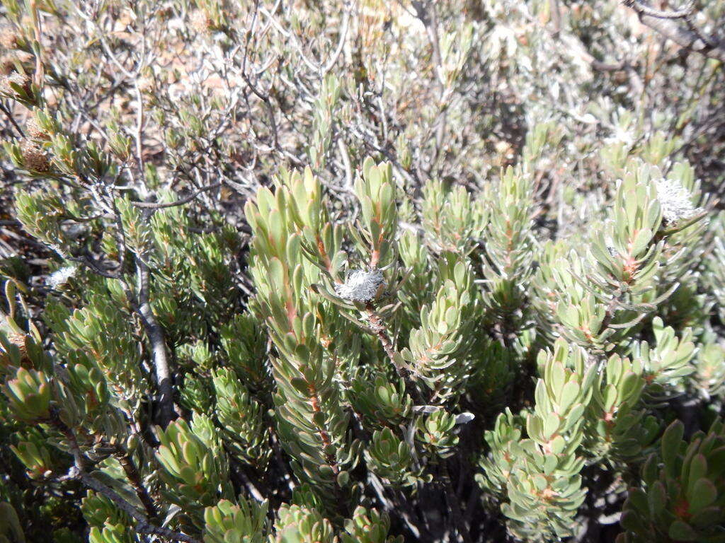 Image de Leucadendron nitidum Buek ex Meissn.