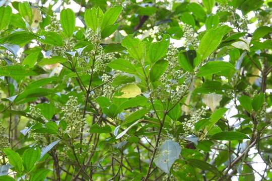 Sivun Miconia glaberrima (Schltdl.) Naud. kuva