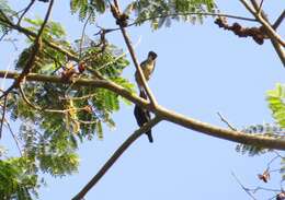 Image of Short-tailed Starling