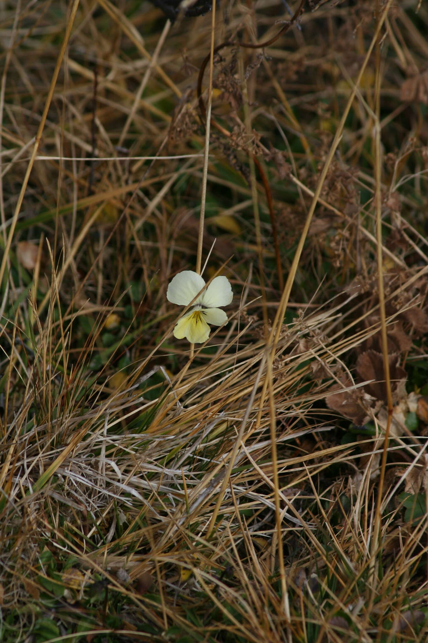 Image of Viola altaica Ker-Gawl.