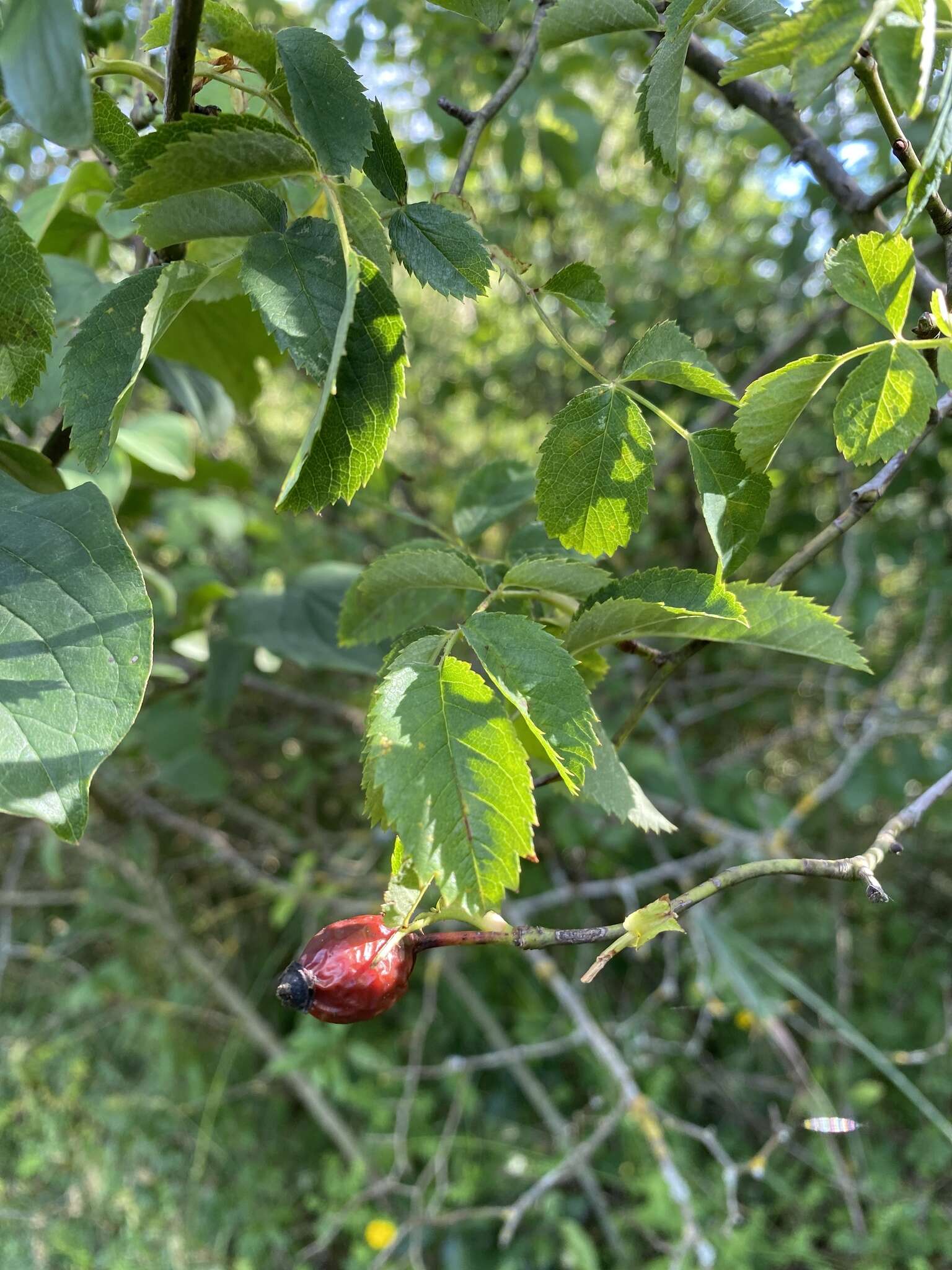 Image de Rosa squarrosa (Rau) Boreau