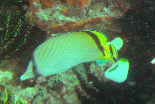 Image of Butterfly fish