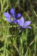 Image of Mendocino gentian