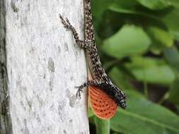 Image de Anolis sulcifrons Cope 1899