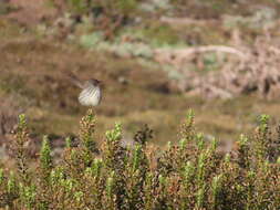 Image of Prinia maculosa exultans Clancey 1982