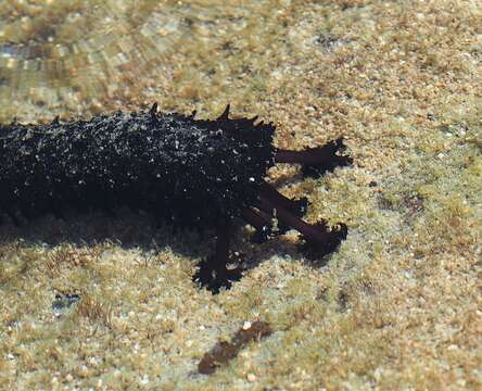 Image of Holothuria subgen. Mertensiothuria Deichmann 1958